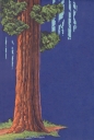 Redwood_web