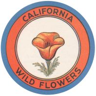 kern-california-wildflowers_web